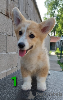 Foto №2 zu Ankündigung № 54553 zu verkaufen welsh corgi - einkaufen Serbien züchter