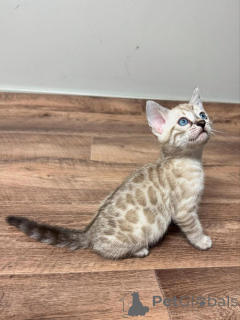 Foto №1. bengal katzenrasse - zum Verkauf in der Stadt Wien | 750€ | Ankündigung № 153394