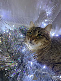 Foto №2 zu Ankündigung № 160730 zu verkaufen  - einkaufen Russische Föderation quotient 	ankündigung