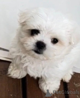 Foto №2 zu Ankündigung № 148565 zu verkaufen malteser - einkaufen Deutschland züchter