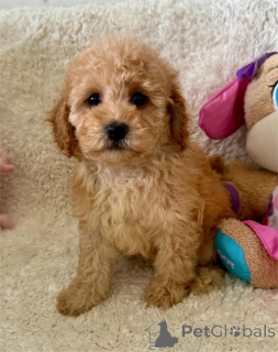 Foto №1. maltipu - zum Verkauf in der Stadt Cremlingen | 350€ | Ankündigung № 154623