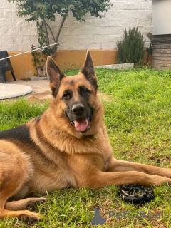 Foto №1. deutscher schäferhund - zum Verkauf in der Stadt Texas City | 3584€ | Ankündigung № 168812