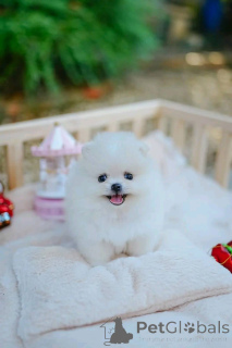 Foto №1.  - zum Verkauf in der Stadt El Hoyo de Pinares | verhandelt | Ankündigung № 162128