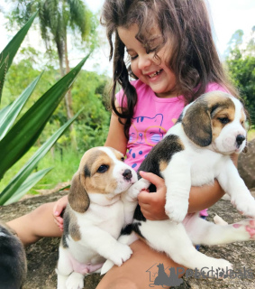 Foto №1. beagle - zum Verkauf in der Stadt Brüssel | 250€ | Ankündigung № 156518