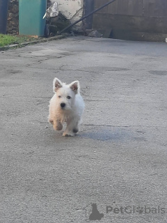 Foto №4. Ich werde verkaufen west highland white terrier in der Stadt Ruma.  - preis - verhandelt