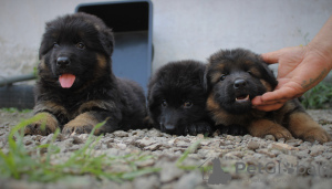 Foto №2 zu Ankündigung № 11710 zu verkaufen deutscher schäferhund - einkaufen Russische Föderation vom kindergarten