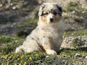 Foto №2 zu Ankündigung № 165124 zu verkaufen australian shepherd - einkaufen Belgien quotient 	ankündigung, züchter
