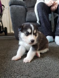 Foto №2 zu Ankündigung № 168438 zu verkaufen siberian husky - einkaufen Schweden quotient 	ankündigung, züchter
