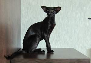 Zusätzliche Fotos: Schwarze orientalische Katze in der extremen Art
