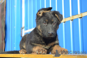 Foto №2 zu Ankündigung № 8593 zu verkaufen deutscher schäferhund - einkaufen Ukraine züchter