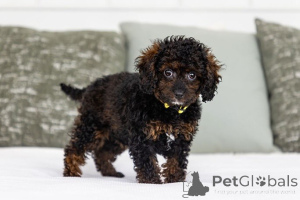 Foto №2 zu Ankündigung № 155602 zu verkaufen labradoodle - einkaufen Niederlande quotient 	ankündigung
