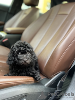 Foto №2 zu Ankündigung № 52251 zu verkaufen maltipu - einkaufen Deutschland 