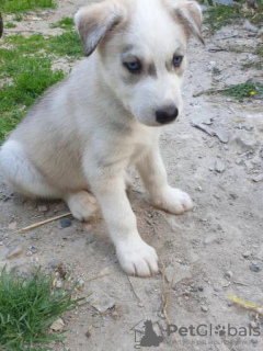 Foto №1. siberian husky - zum Verkauf in der Stadt Phoenix | 663€ | Ankündigung № 108826