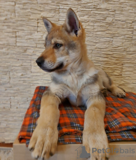 Foto №2 zu Ankündigung № 37343 zu verkaufen tschechoslowakischer wolfhund - einkaufen Weißrussland vom kindergarten, züchter