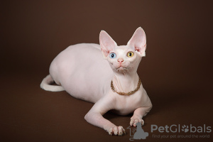 Foto №1. sphynx cat - zum Verkauf in der Stadt Москва | verhandelt | Ankündigung № 23177