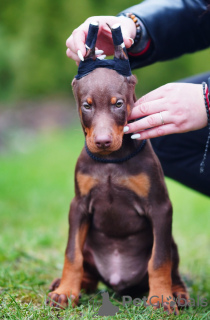 Foto №2 zu Ankündigung № 36695 zu verkaufen dobermann - einkaufen Estland vom kindergarten