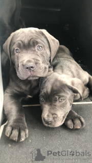 Foto №1. cane corso italiano - zum Verkauf in der Stadt Флорида Сити | 568€ | Ankündigung № 103373