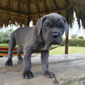 Foto №4. Ich werde verkaufen cane corso italiano in der Stadt Szczecin. züchter - preis - verhandelt
