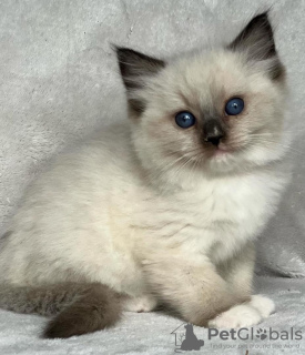 Foto №2 zu Ankündigung № 105104 zu verkaufen ragdoll-katze - einkaufen USA quotient 	ankündigung