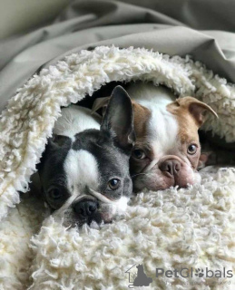 Foto №2 zu Ankündigung № 131745 zu verkaufen französische bulldogge - einkaufen Deutschland quotient 	ankündigung