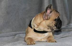 Foto №2 zu Ankündigung № 6990 zu verkaufen französische bulldogge - einkaufen USA 