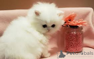 Foto №2 zu Ankündigung № 136572 zu verkaufen perserkatze - einkaufen Deutschland 