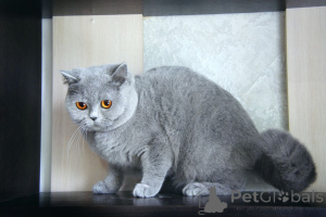 Foto №4. Ich werde verkaufen britisch langhaar in der Stadt Swindon. züchter - preis - 550€