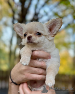 Foto №1. chihuahua - zum Verkauf in der Stadt Wrocław | 1000€ | Ankündigung № 123383