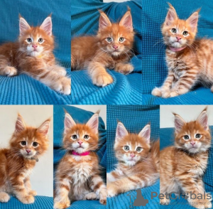 Foto №1. maine-coon-katze - zum Verkauf in der Stadt Lausanne | 400€ | Ankündigung № 116318