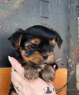 Foto №4. Ich werde verkaufen yorkshire terrier in der Stadt Benfica. züchter - preis - 900€