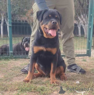 Foto №4. Ich werde verkaufen rottweiler in der Stadt Zemun.  - preis - verhandelt
