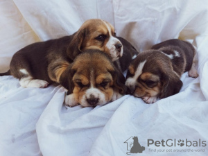 Foto №2 zu Ankündigung № 103734 zu verkaufen beagle - einkaufen Serbien 