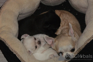 Zusätzliche Fotos: Reinrassige Chihuahua Welpen zu verkaufen.