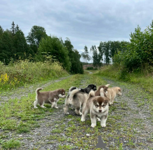 Foto №1. alaskan malamute - zum Verkauf in der Stadt Delmenhorst | 230€ | Ankündigung № 123162