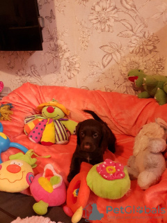 Foto №2 zu Ankündigung № 132176 zu verkaufen  - einkaufen Schweiz 