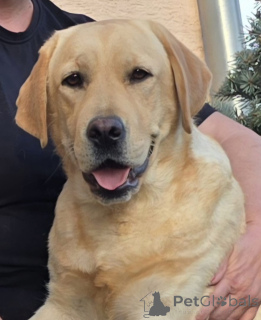 Foto №3. Labrador Retriever zum Verkauf. Kroatien