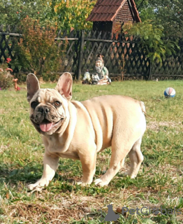 Foto №3. Französische Bulldogge. Russische Föderation