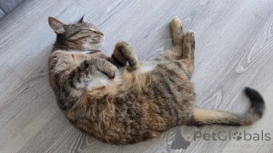 Foto №2 zu Ankündigung № 143397 zu verkaufen  - einkaufen Russische Föderation quotient 	ankündigung