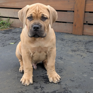 Foto №1. boerboel - zum Verkauf in der Stadt Alavus | 542€ | Ankündigung № 164565