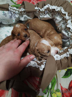 Foto №1. pudel (toy) - zum Verkauf in der Stadt Brjansk | 1€ | Ankündigung № 146443