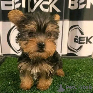 Foto №2 zu Ankündigung № 111383 zu verkaufen yorkshire terrier - einkaufen USA quotient 	ankündigung