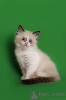 Foto №2 zu Ankündigung № 163795 zu verkaufen ragdoll-katze - einkaufen Österreich quotient 	ankündigung, züchter