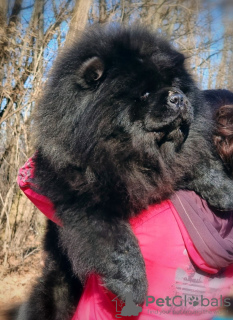 Foto №1. chow-chow - zum Verkauf in der Stadt Belgrad | verhandelt | Ankündigung № 113162