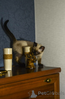 Foto №3. Oksana Kuchman. Kanada