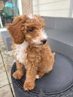 Foto №4. Ich werde verkaufen labradoodle in der Stadt Rotterdam. quotient 	ankündigung, züchter - preis - 700€
