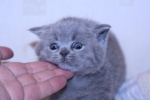 Zusätzliche Fotos: Blaue britische Katze