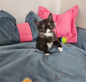 Foto №1. ragdoll-katze - zum Verkauf in der Stadt Böten | 350€ | Ankündigung № 154439