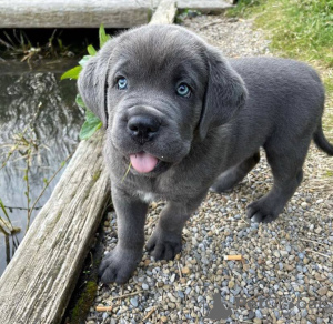 Foto №1. cane corso italiano - zum Verkauf in der Stadt Oklahoma City | Frei | Ankündigung № 120579