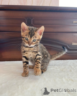 Foto №1. bengal katzenrasse - zum Verkauf in der Stadt Öhringen | 350€ | Ankündigung № 149185