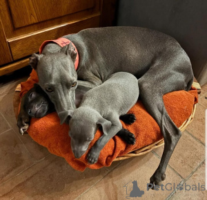 Foto №2 zu Ankündigung № 159842 zu verkaufen greyhound - einkaufen Die Philippinen 